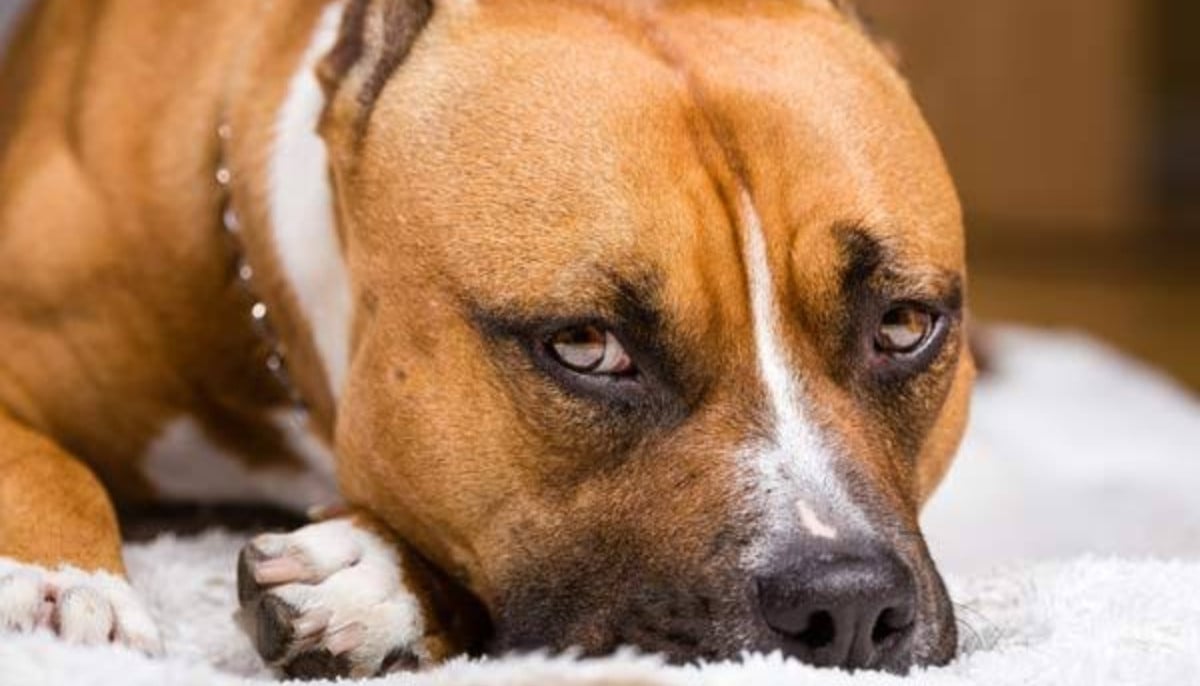 Mother reveals heartbreaking aftermath of family dog attack on infant daughter
