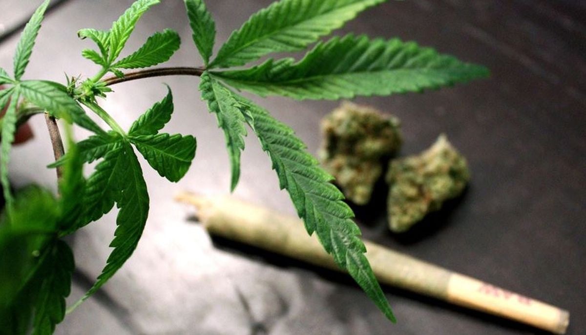 Study connects regular cannabis use with higher morning cortisol