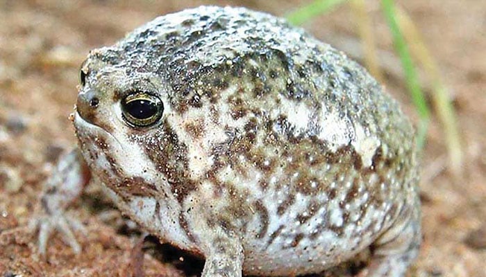 Video showing desert rain frog squeaking leaves internet amused