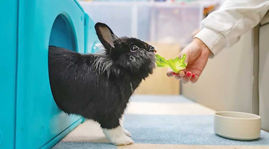 Hong Kong opens luxury spa exclusively for rabbits