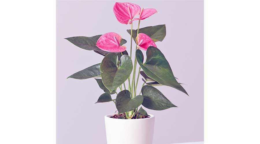 Heres How to Bright Up Your Space with Indoor Flowering Plants