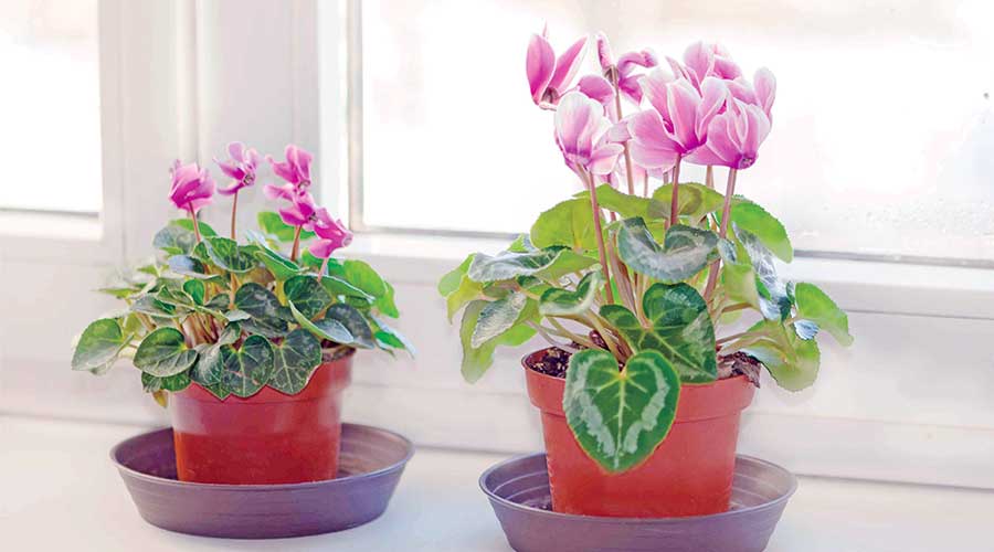 Heres How to Bright Up Your Space with Indoor Flowering Plants