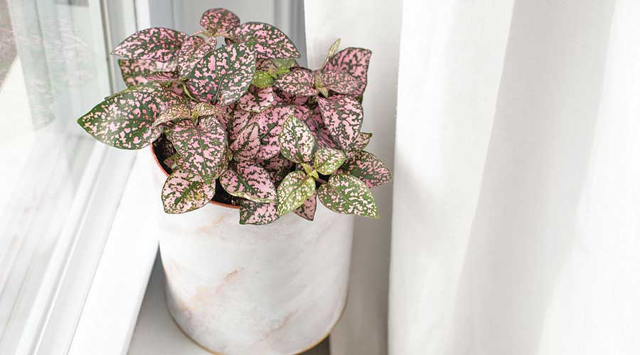 Heres How to Bright Up Your Space with Indoor Flowering Plants