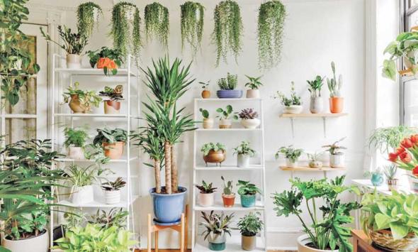 Here's How to Bright Up Your Space with Indoor Flowering Plants
