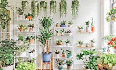 Here's How to Bright Up Your Space with Indoor Flowering Plants