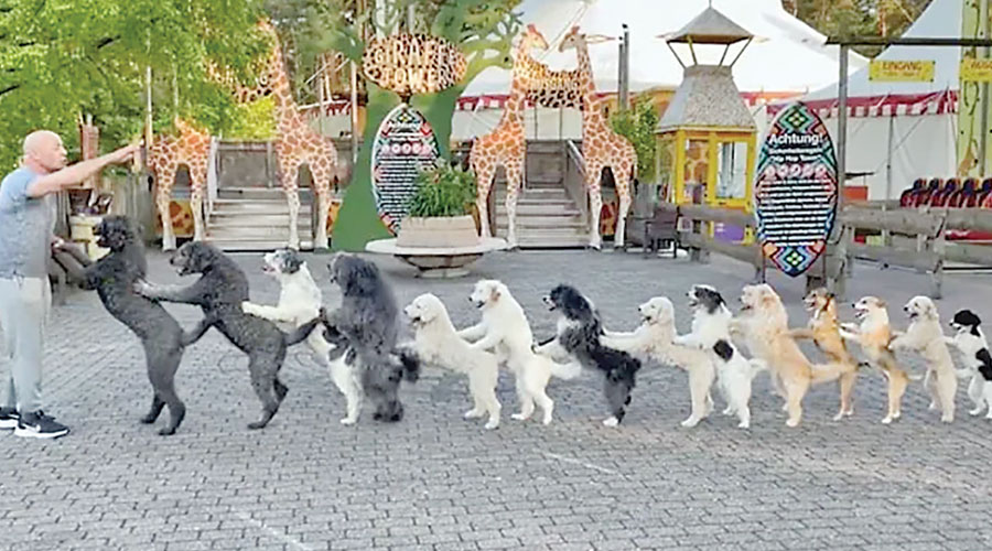 14 Dogs Come Together To Set Guinness World Record For Conga