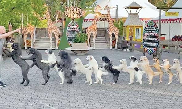 14 Dogs Come Together To Set Guinness World Record For Conga