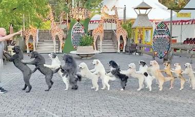 14 Dogs Come Together To Set Guinness World Record For Conga