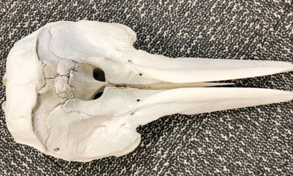 Dolphin skull found in luggage at Detroit Metro airport 