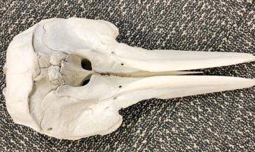 Dolphin skull found in luggage at Detroit Metro airport 