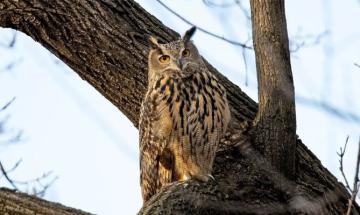 Owl escapes from zoo, becomes New York celebrity