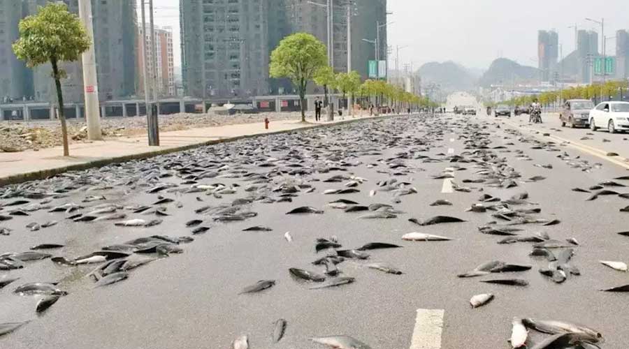 Australian town witness rare live fish rain