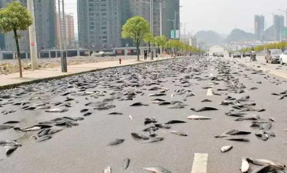 Australian town witness rare 'live fish rain'
