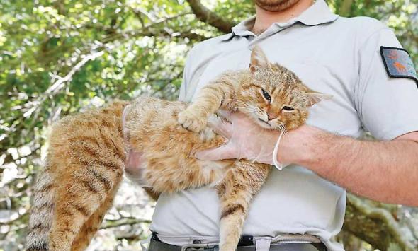 Corsican 'cat-fox' revealed as unique species