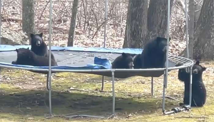 Wild bears caught jumping on a trampoline, video goes viral
