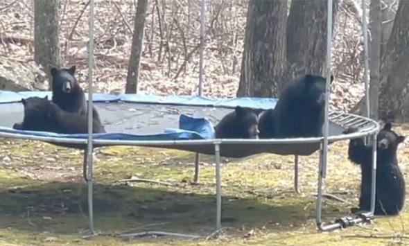 Wild bears caught jumping on a trampoline, video goes viral 