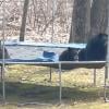 Wild bears caught jumping on a trampoline, video goes viral 