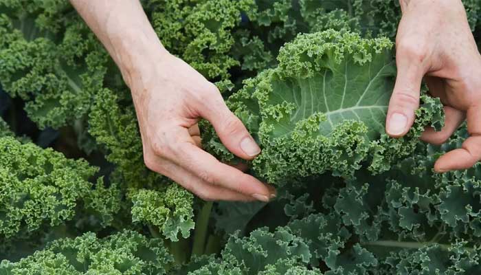 Spinach or Kale: Which leafy green is healthier?