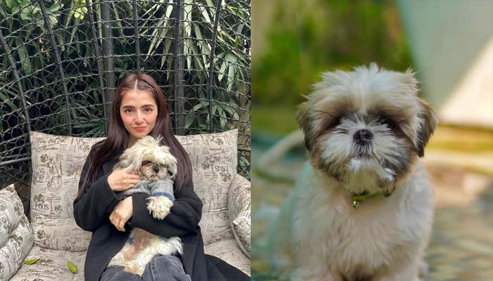Merub Ali hits back at ‘insensitive’ comments following her tragic pet loss
