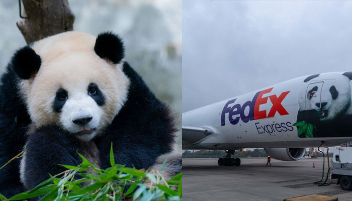 Pandas reach China through first-class flight by FedEx