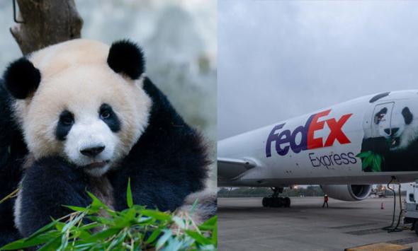 Pandas reach China through first-class flight by FedEx 