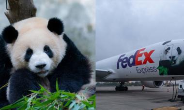 Pandas reach China through first-class flight by FedEx 