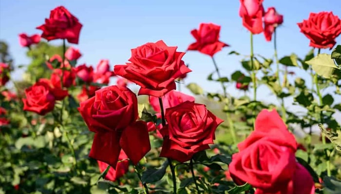 Six common flowers with healing properties