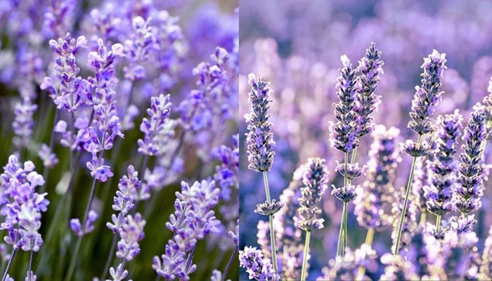 Six common flowers with healing properties