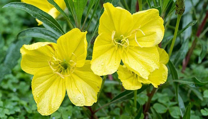 Six common flowers with healing properties