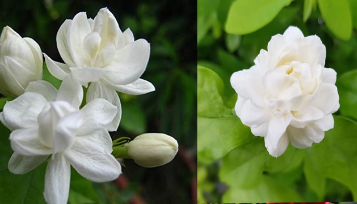 Six common flowers with healing properties