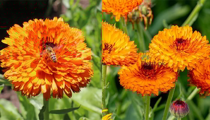 Six common flowers with healing properties