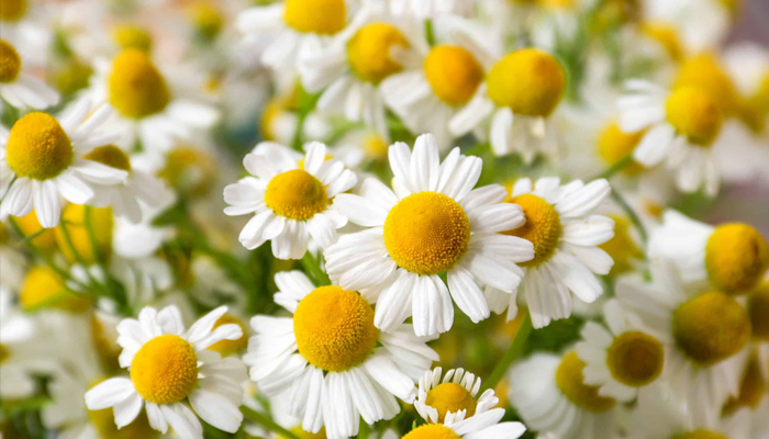 Six common flowers with healing properties