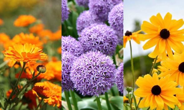 Six common flowers with healing properties