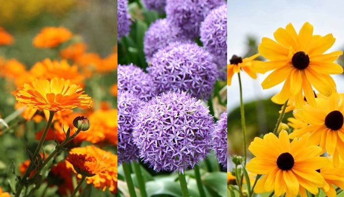 Six common flowers with healing properties