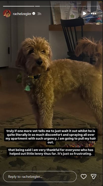 Rachel Zegler stresses out as her pups health deteriorates