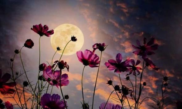 May’s full Flower Moon in Scorpio will impact these four Zodiac signs