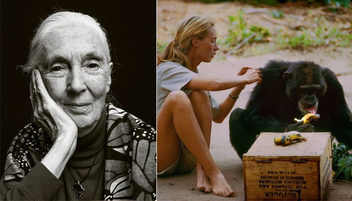 Jane Goodall in memoriam: Looking back on pioneering anthropologist’s life through camera
