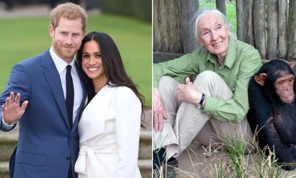 Prince Harry and Meghan Markle remember Jane Goodall: 'She will be deeply missed'