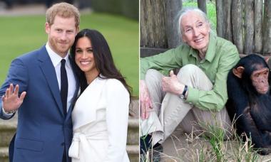 Prince Harry and Meghan Markle remember Jane Goodall: 'She will be deeply missed'