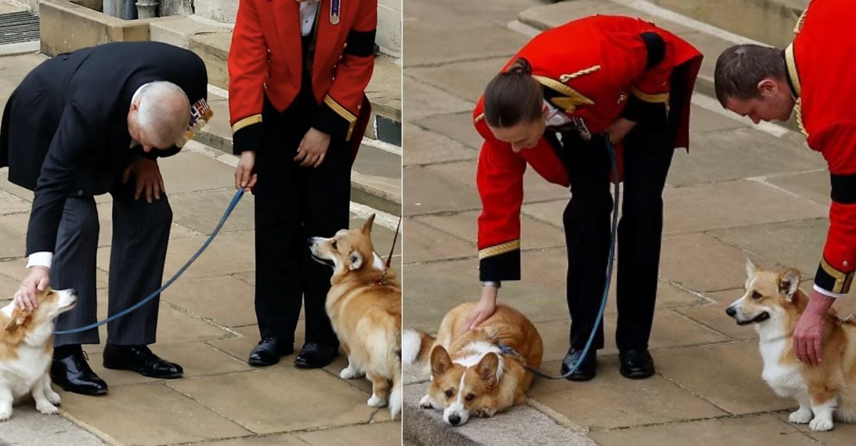 Buckingham Palace reveals the fate of corgis who currently reside in Royal Lodge
