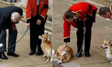 What happens next to Queen Elizabeth’s corgis at Royal Lodge? Truth revealed
