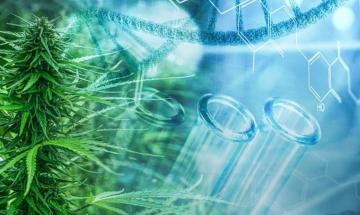 Scientists discover cannabis compounds can 'reverse' fatty liver disease