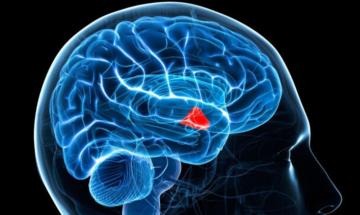 Expert explains how common diabetes medication works directly within human brain