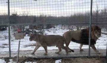 Young lion Kiros reunited with parents after illegal sale