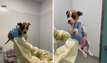 Iowa infant dies following fatal dog attack in Des Moines apartment