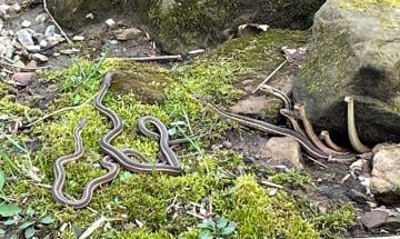 Rare wildlife scene in Ohio as garter snakes emerge from winter hibernation nest