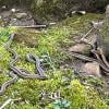 Rare wildlife scene in Ohio as garter snakes emerge from winter hibernation nest