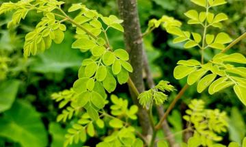 ‘Miracle Plant’  that may remove 98% of microplastics, study finds