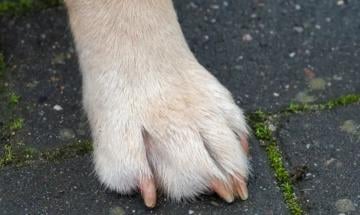 Infant dies, mother injured after dog attack at Portland Residence