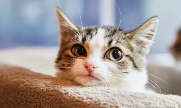 Expert insights into the cultural dominance of cats in the digital era
